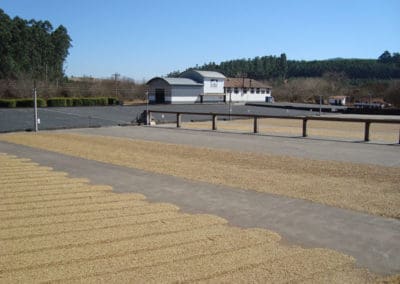 Coffee production in Brazil