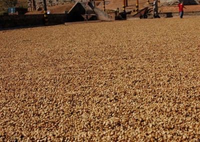 Coffee production in Brazil
