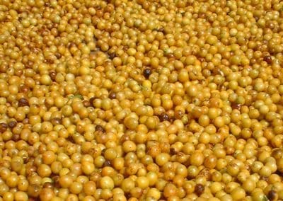 Coffee production in Brazil