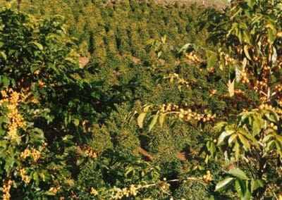 Coffee production in Brazil