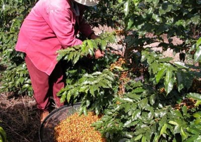 Coffee production in Brazil