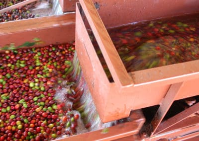 Coffee production in Brazil