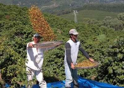 Coffee production in Brazil