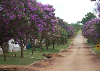 Coffee production in Brazil