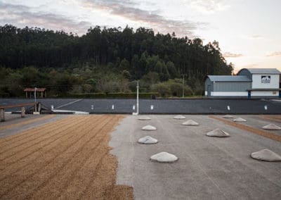 Coffee production in Brazil