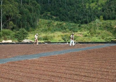 Coffee production in Brazil