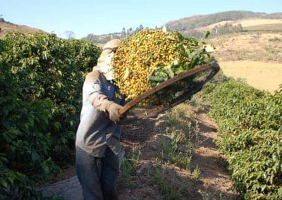 Coffee production in Brazil