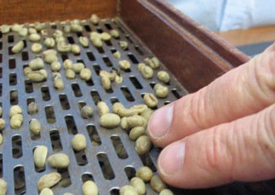 Coffee production in Brazil