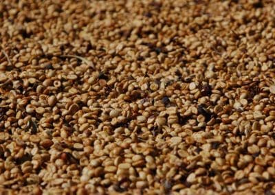Coffee production in Brazil